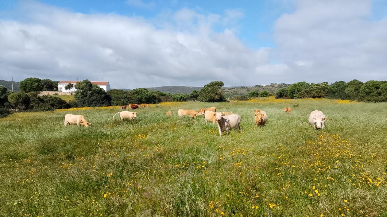 La Cera Farm Camping B&B Санта-Тереза-Галлура Экстерьер фото